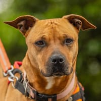 HAPPY, chienne à adopter