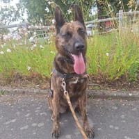 SARABI, chienne à adopter