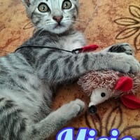 MICIO gattino tigrato argento, gatto da adottare