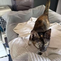 FAUVE, chatte à adopter