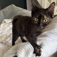 ECAILLE, chatte à adopter