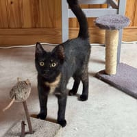 BIJOU, chatte à adopter