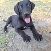 Oslo, chien à adopter