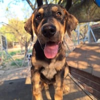 Bogota, chienne à adopter