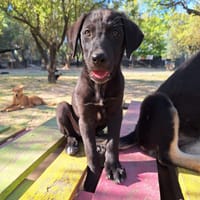 Phuket, chien à adopter