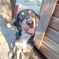 Miami, chienne à adopter
