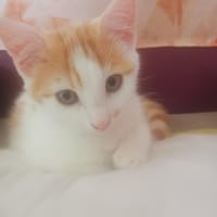 Berlioz, chat à adopter