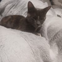 Sheba, chatte à adopter