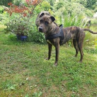 Bagherra, chienne à adopter