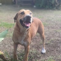 Bella, chien femelle Croisée Créole NON-LOF, chienne à adopter