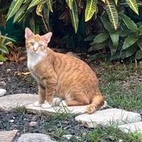 CHABIN, Mâle junior Croisé Européen NON-LOF, chat à adopter