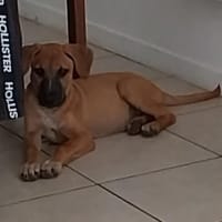 Daya, femelle croisée créole, née le 1/03/2025 🌼, chienne à adopter