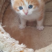 archie, chat à adopter