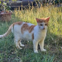 GOOFY, Mâle  Européen NON-LOF, chat à adopter