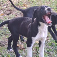 Hooper, chiot Mâle Croisé Créole NON-LOF, chien à adopter