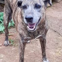 Isla, chien femelle Croisée Créole NON-LOF, chienne à adopter