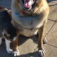 LOVELY, Femelle Croisée Malinois NON-LOF, chienne à adopter
