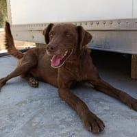 TENDER (union animal), chien à adopter