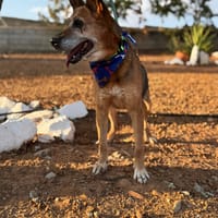 VIEJITA (Lara), chienne à adopter