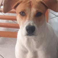 LUCKY, chiot Mâle Croisé Créole NON-LOF, chien à adopter