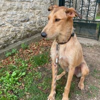 VAIKO, chien à adopter