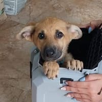MUSA (Maria), chienne à adopter
