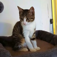 MARGOTTE, chatte à adopter