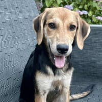 Myla, femelle croisée créole, née le 15/01/2025 🌼, chienne à adopter