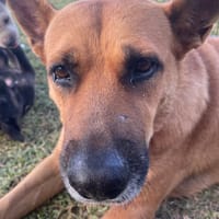 PALERME, Femelle Croisée Créole NON-LOF, chienne à adopter