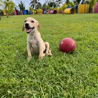 Patch, chiot Mâle Croisé Créole NON-LOF, chien à adopter