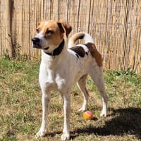 PRISKA, Femelle Croisée Créole NON-LOF, chienne à adopter