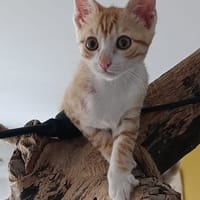 MANGO, chatte à adopter