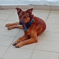 PUNCH, Mâle Croisé Créole NON-LOF, chien à adopter