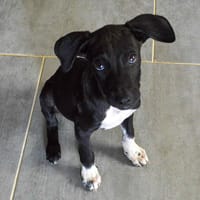 Rush, chien à adopter