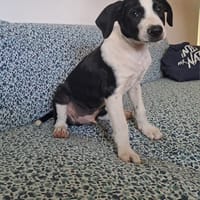 Tao, chiot Mâle Croisé Créole NON-LOF, chien à adopter