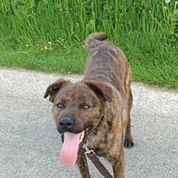 TEX, junior mâle Croisé Créole NON-LOF, chien à adopter