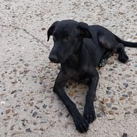 Touna, femelle croisée créole, née le 15/01/2025 🌼, chienne à adopter