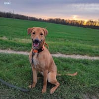 UNAÏ, Mâle junior Croisé Créole NON-LOF, chien à adopter
