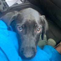 Vaya, femelle croisée créole, née le 01/12/2024 🌼, chienne à adopter