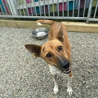 Petal, female dog to adopt