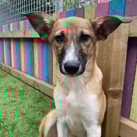 Petunia, female dog to adopt