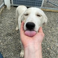 Blossom, female dog to adopt