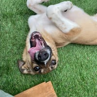 Dahlia, female dog to adopt