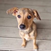 Poppy, female dog to adopt
