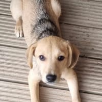 Daisy, female dog to adopt