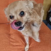 Bambi, female dog to adopt