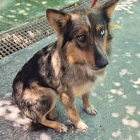 ALANA (Maria), chienne à adopter