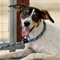 ALMA (Maria), chienne à adopter