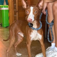 POTTER (Maria), chien à adopter