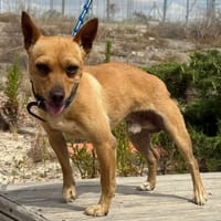 JONNY (Maria), chien à adopter
